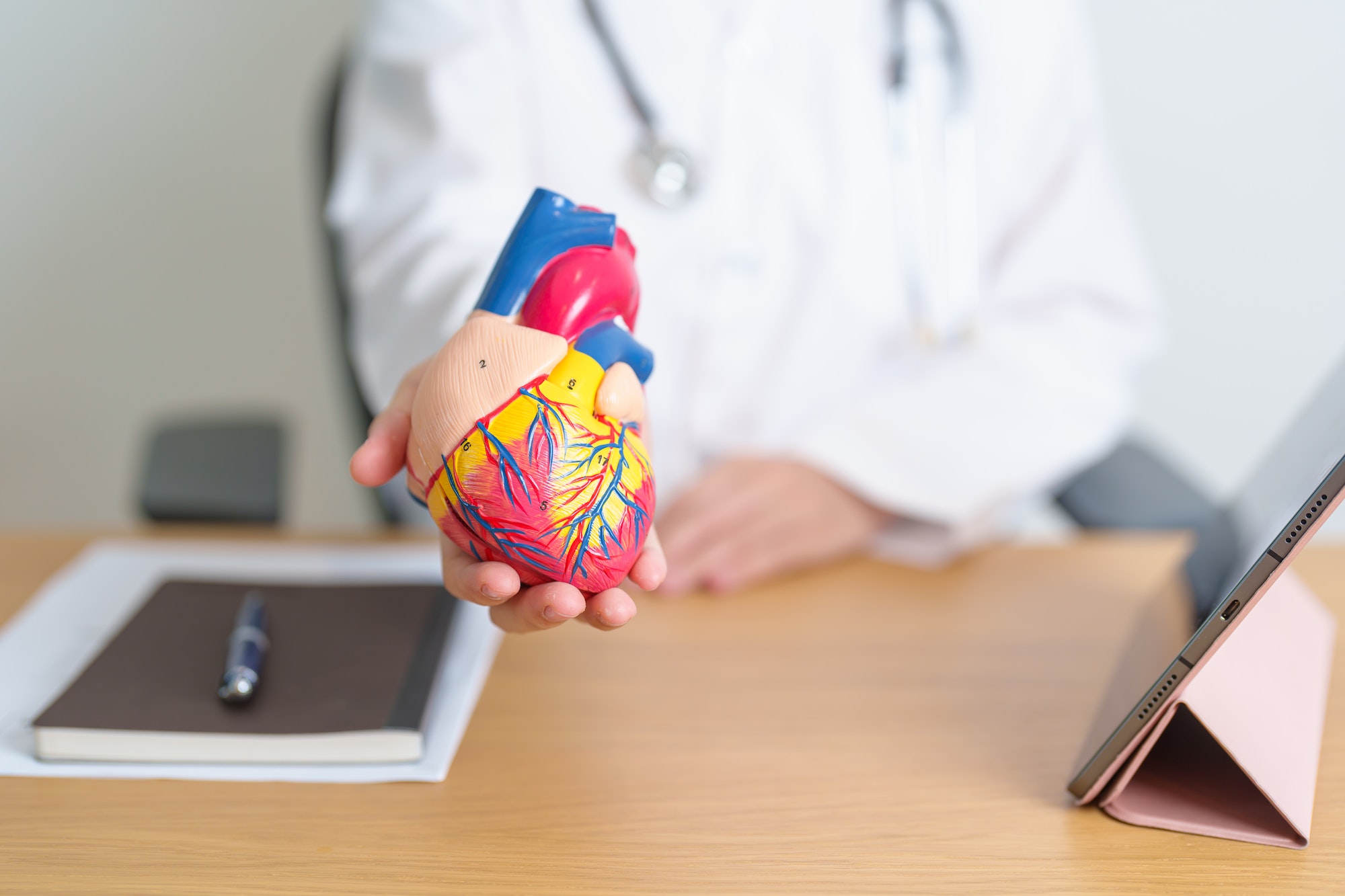 Doctor with human Heart anatomy model and tablet.